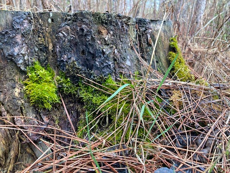 Images of buds on bushes and trees, flowering trees, a hammock and moss.