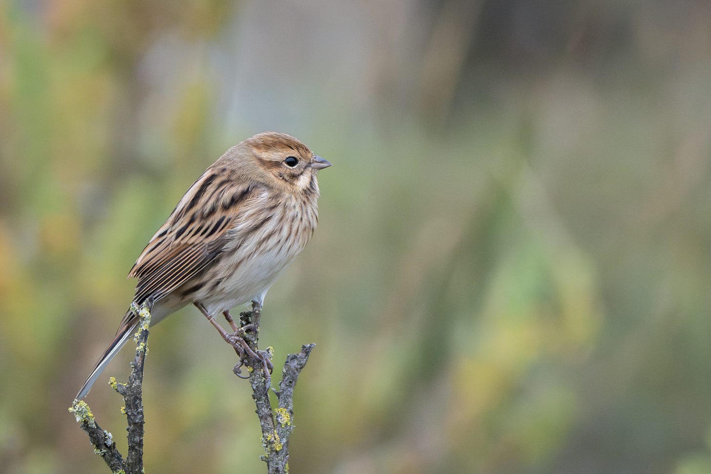 A female Reed Bunting posing on a lichen-covered twig