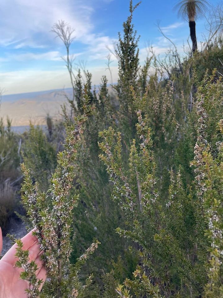 plants within the Stirling Range National Park, Western Australia
