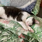 Rest and Play: A Happiness Prescription