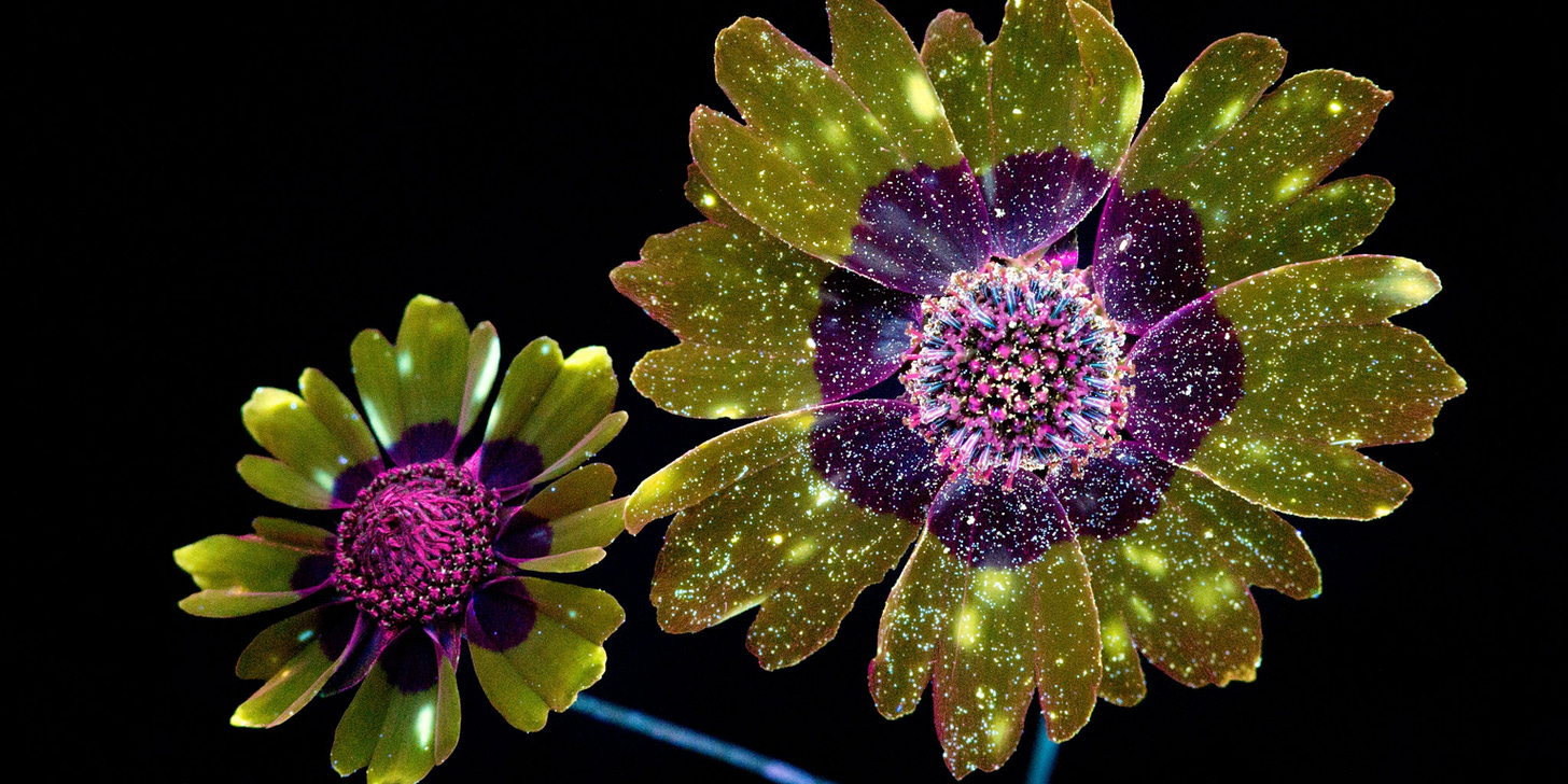 Pictures: Flowers Glow Under UV-Induced Visible Fluorescence
