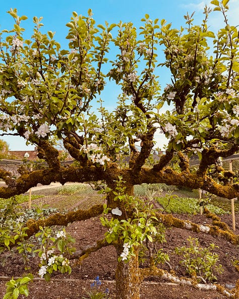 The Pig at South Downs, West Sussex, England / Laura Motta, 2025