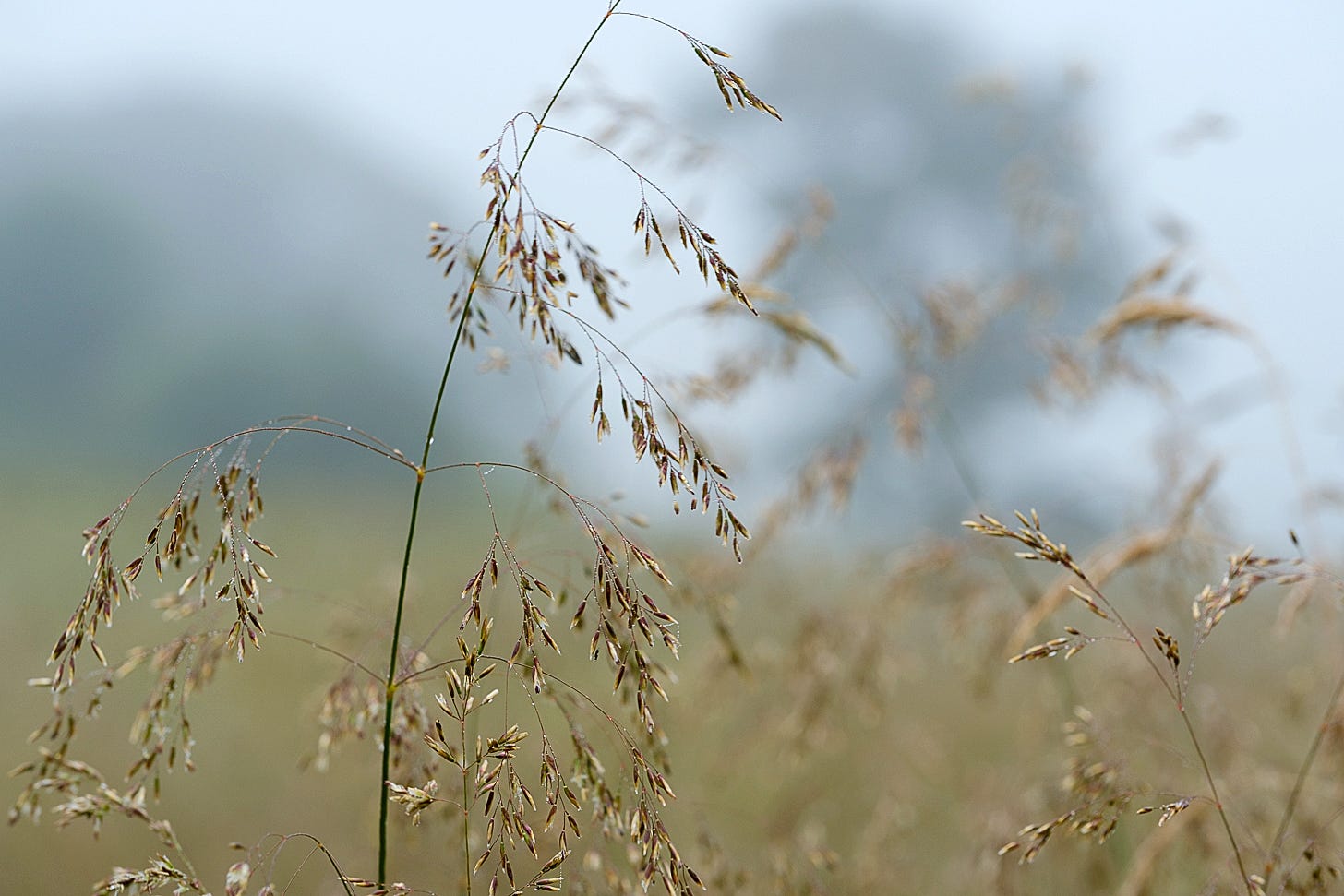 Flowers of tufted hair grass droop gracefully against a softly misty background of golden meadow and dark Scots pine