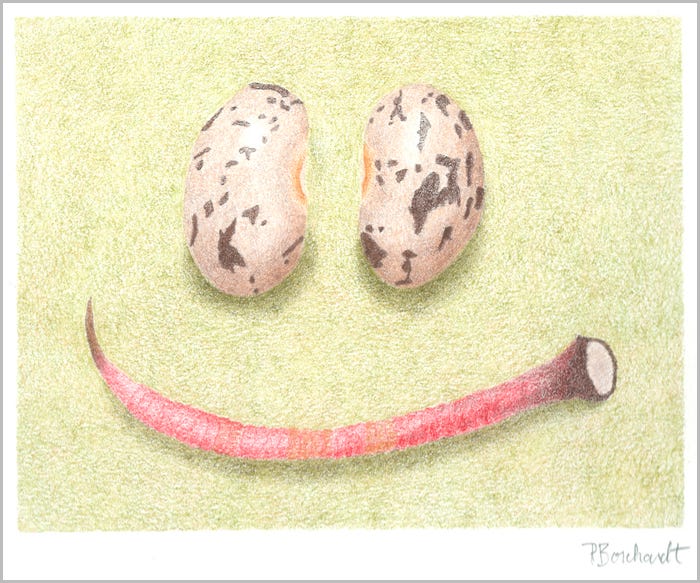 Southwest Smile (Two Pinto Beans and a  Barrel Cactus Spine) (colored pencil)