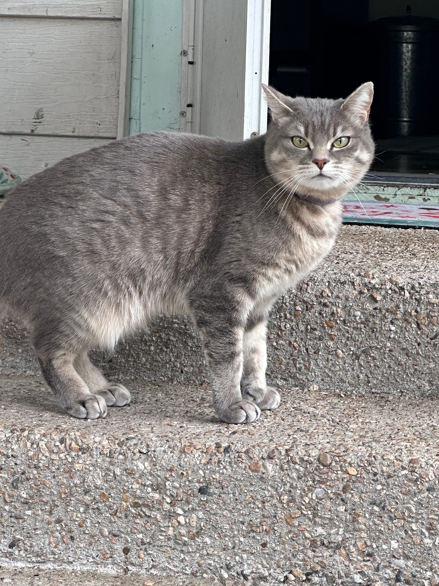 A Porch Cat Named Gigi