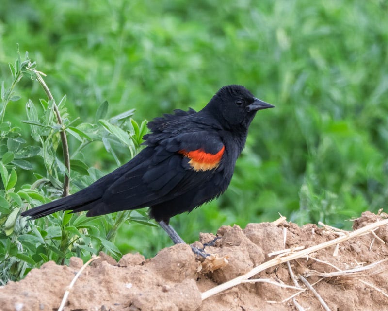 20250415-Marana-312-Edit.jpg 20250415-Marana-312-Edit.jpg