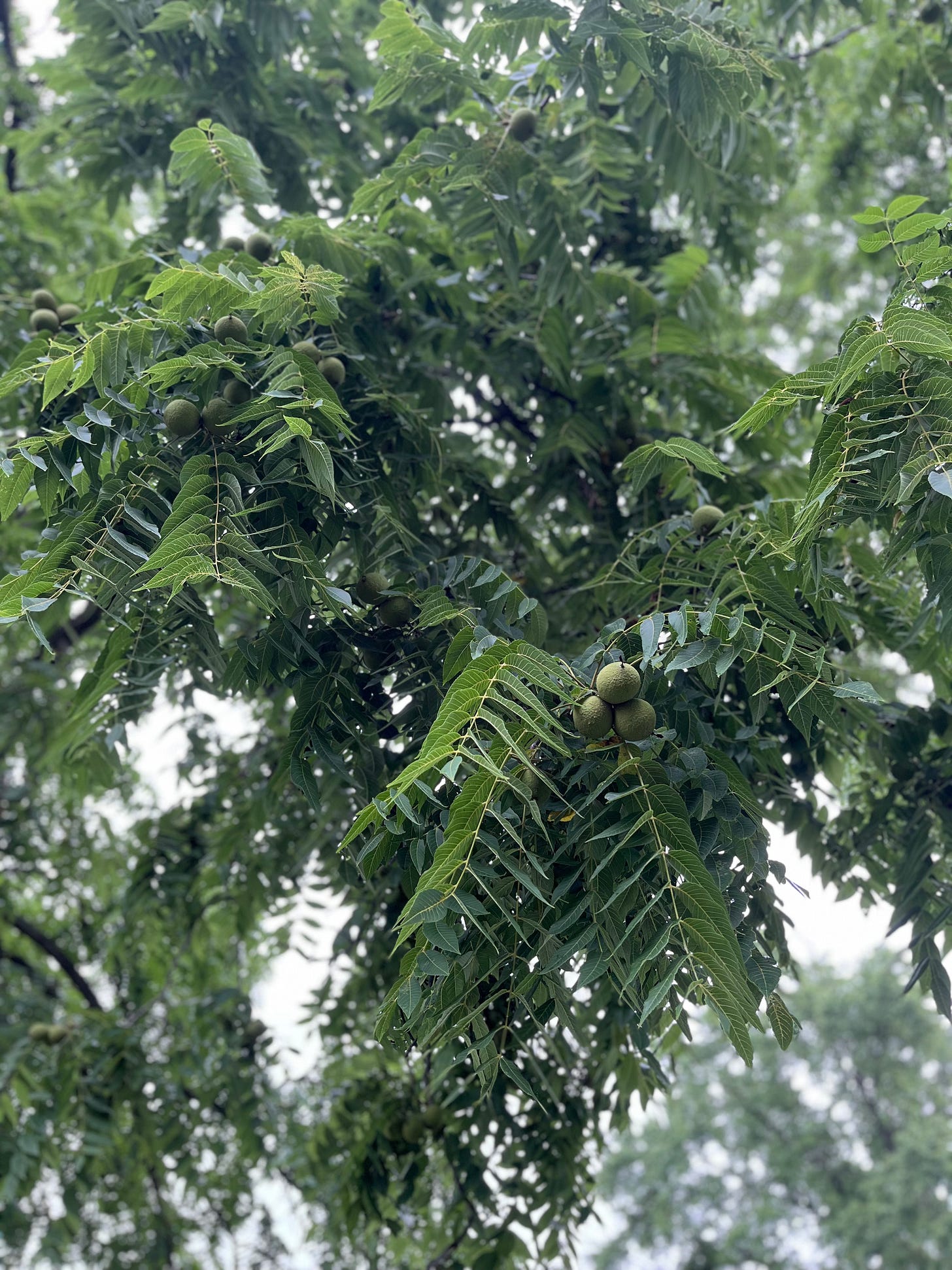 a large walnut tree with green fruit
