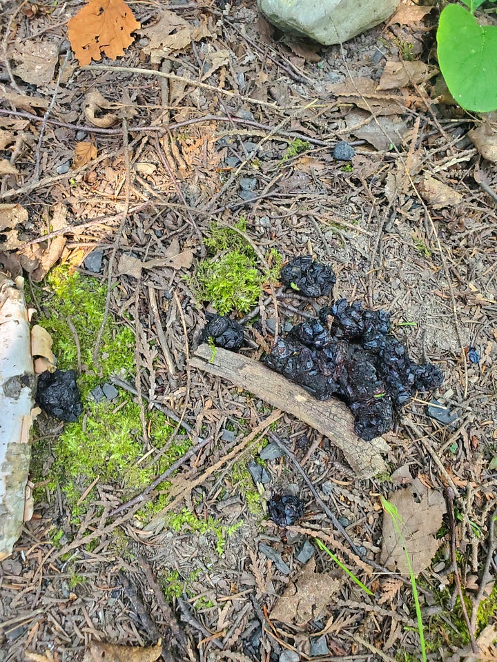 Gustave Deresse (Lee G. Dupont), not an outdoorsman, attempting to discern the origins of strange poop found outside.