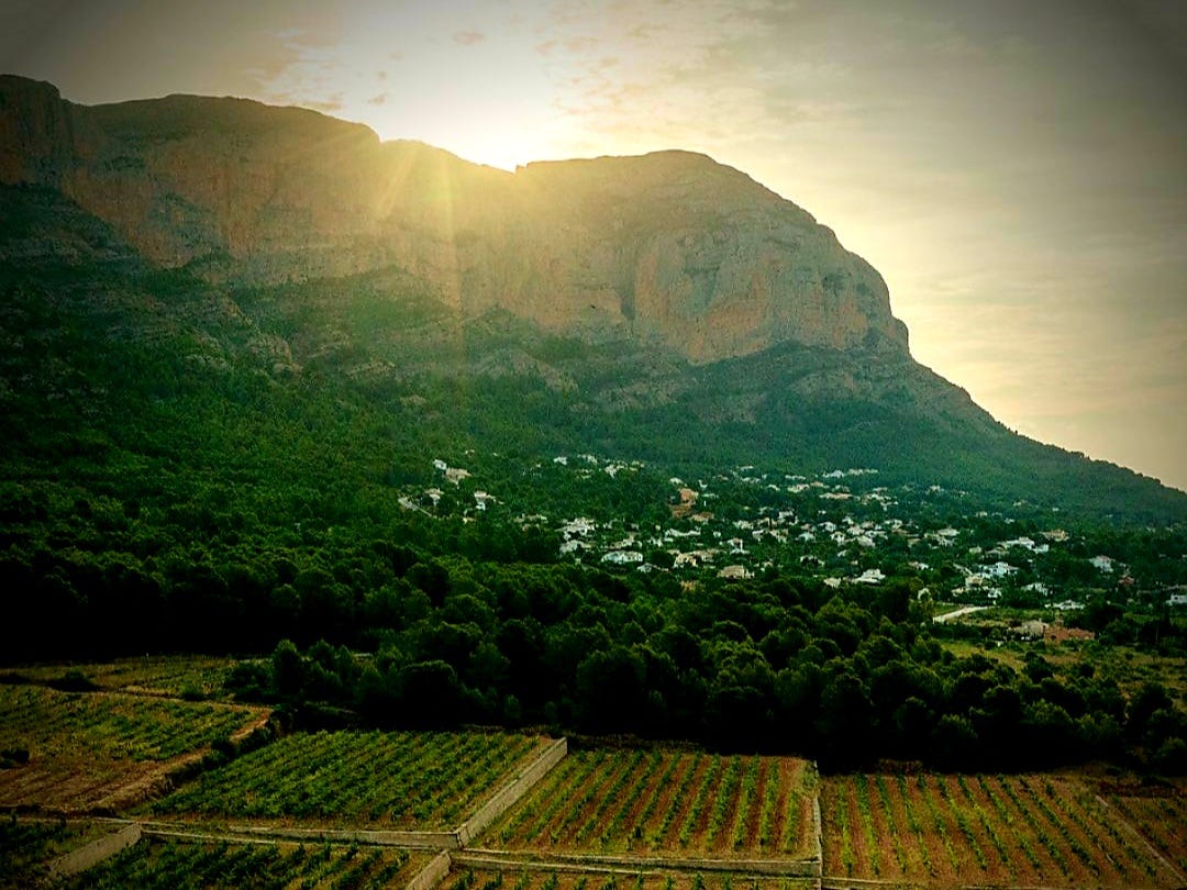 Fondillón: a brief history | The Wolf Post Wine Magazine