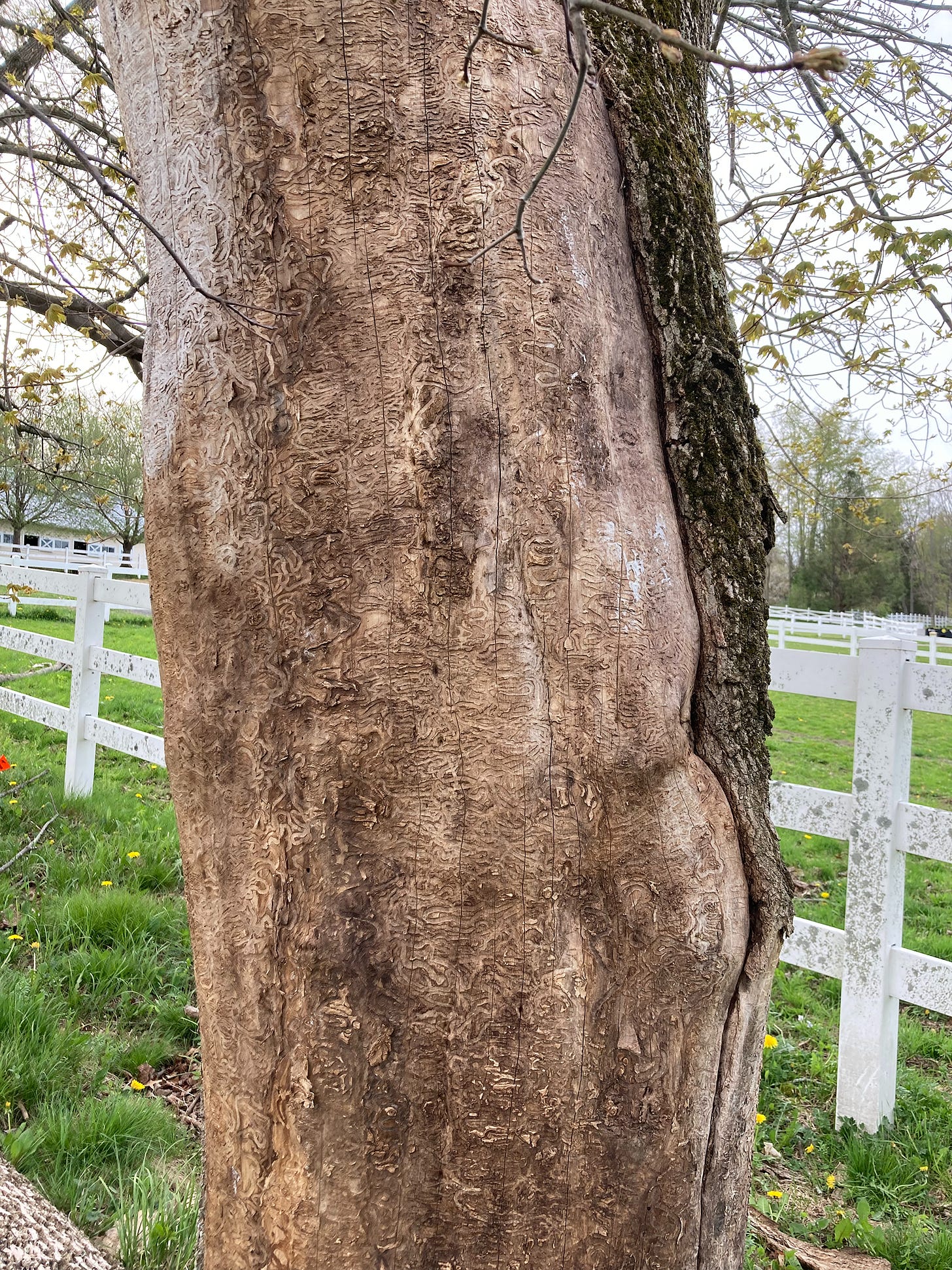 Emerald Ash Borer damage Emerald Ash Borer damage