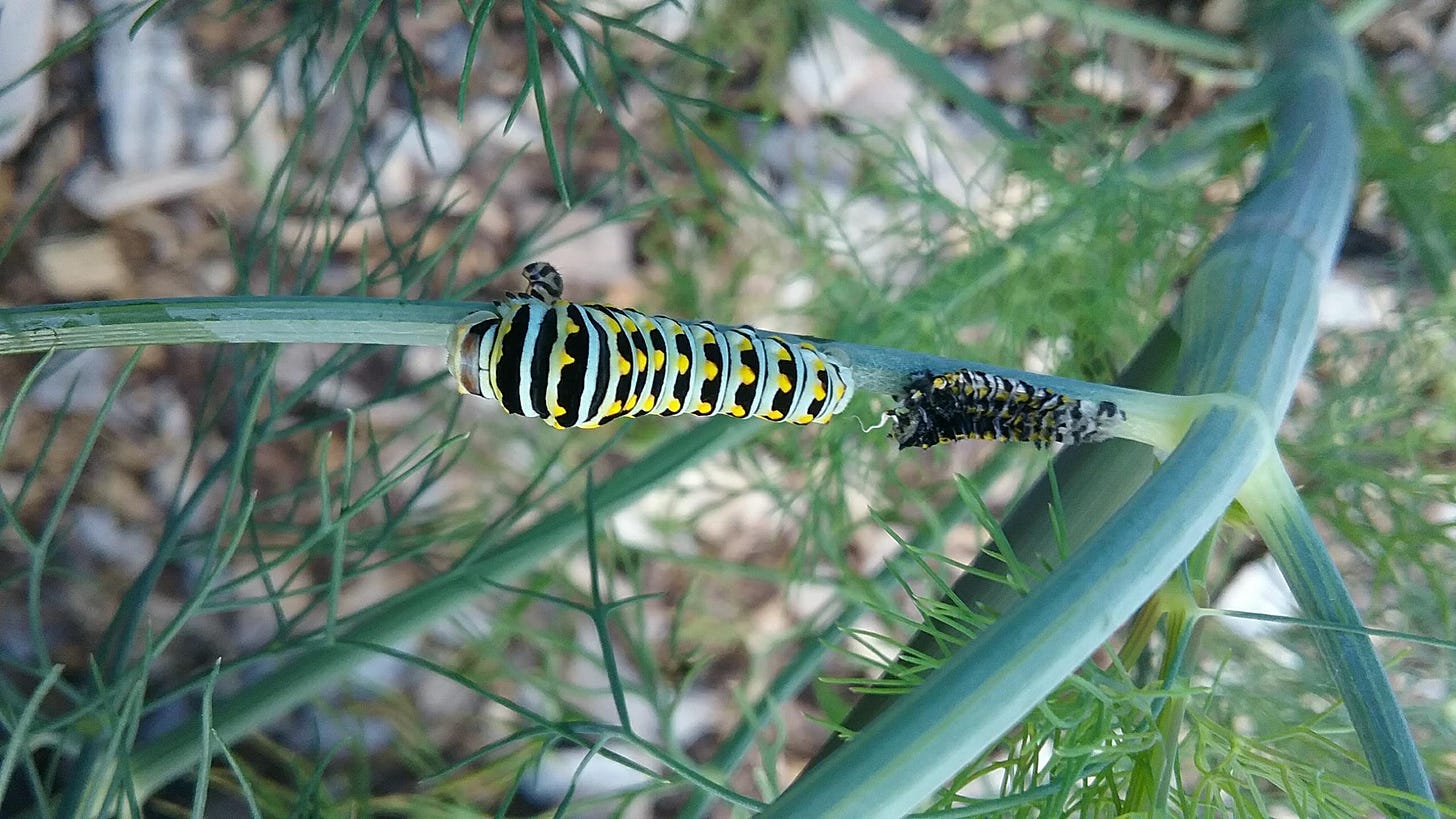 Black swallowtail caterpillar just after molting