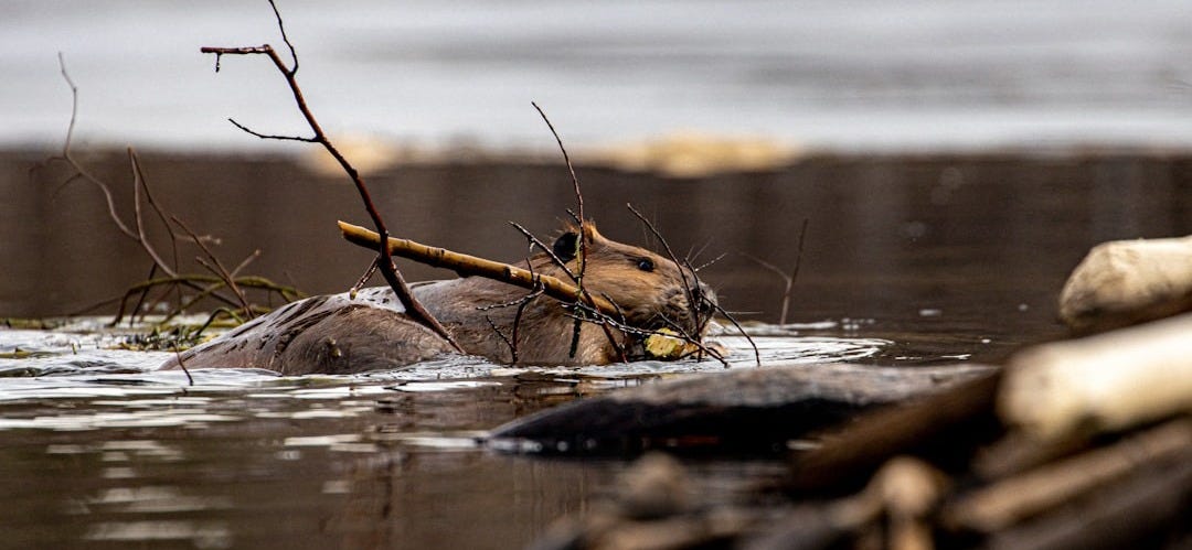 a bug on a log in the water
