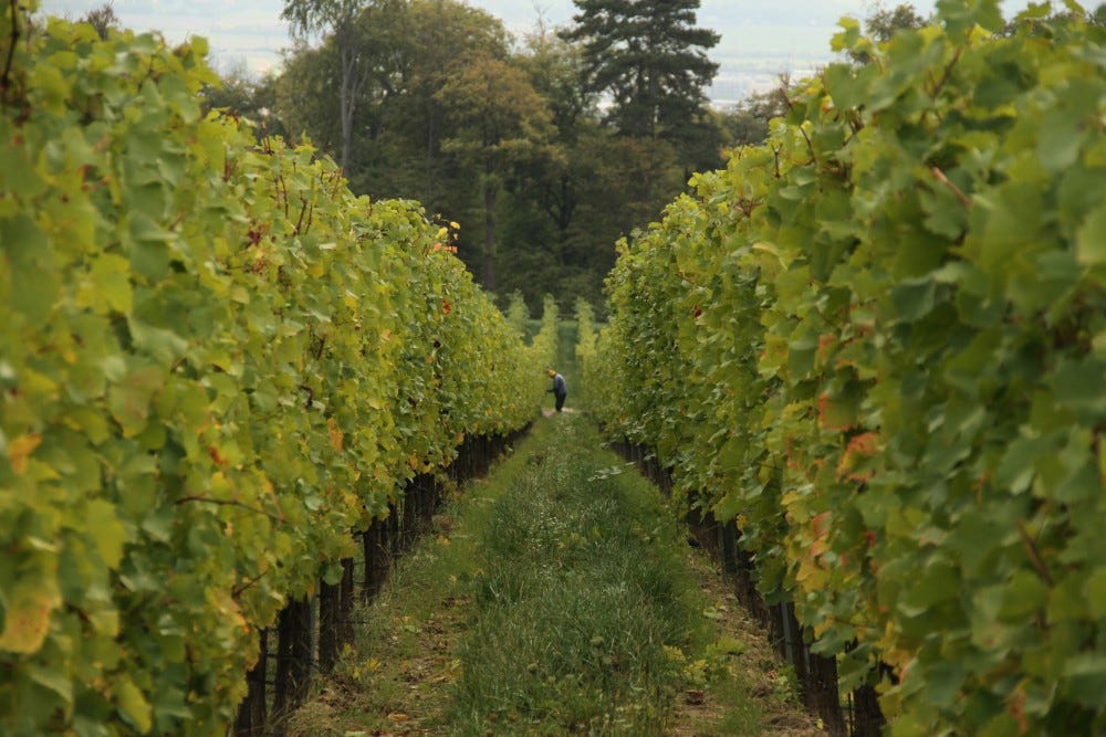 Feuersteig vineyard, Tinhof Feuersteig vineyard, Tinhof