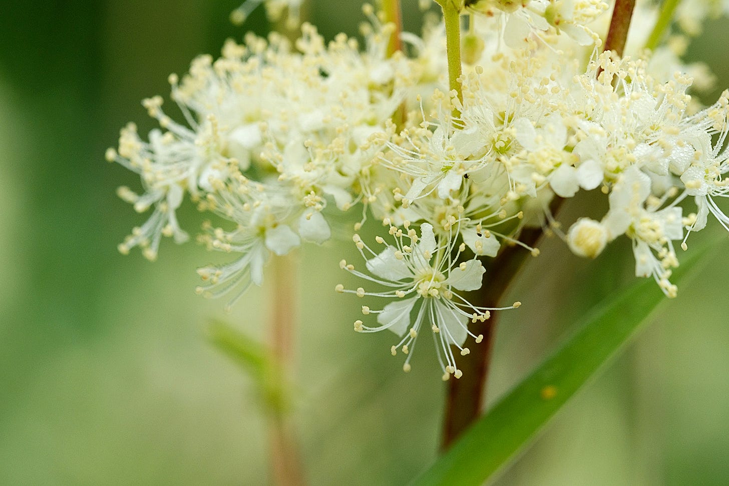 An extreme close-up of a meadowsweet cyme, containing multiple five-petalled white flowers with star-like cream stamens