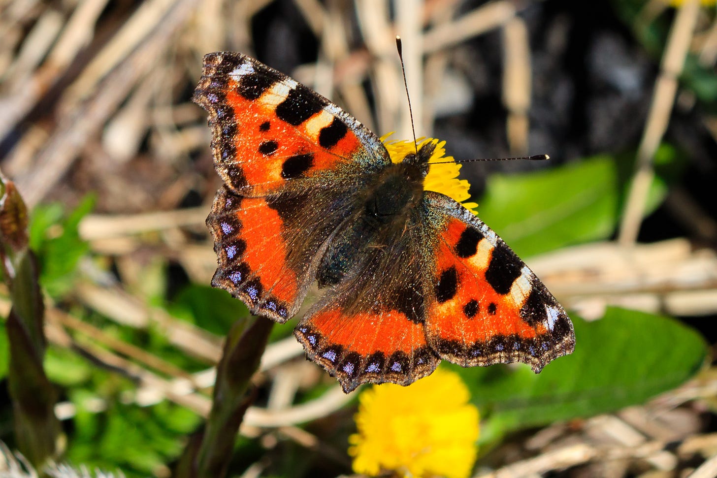Small tortoiseshell butterfly on dandelion © Felicity Martin