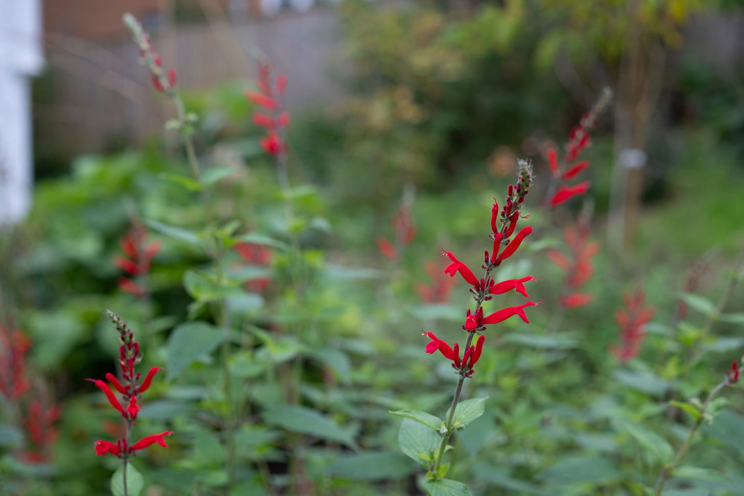 Pineapple sage