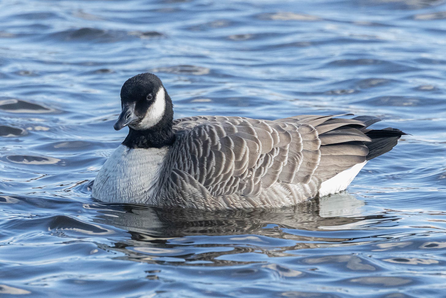 a photo of a small goose sitting on blue water. it looks much like a canada goose: black beak, black head and neck, white chinstrap, pale belly, brown-gray back with white-tipped feather, white undertail and black tail. however, it is much smaller with a stubby beak, denoting that it's a cackling goose.