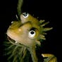 Dicken Hedrenius's avatar