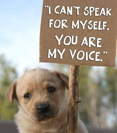 rickygervais Animals can't speak up for themselves or defend themselves  against humans who hurt them. That's why there R animal advocates to speak  up 4 them like Ricky and Peter and myself.But