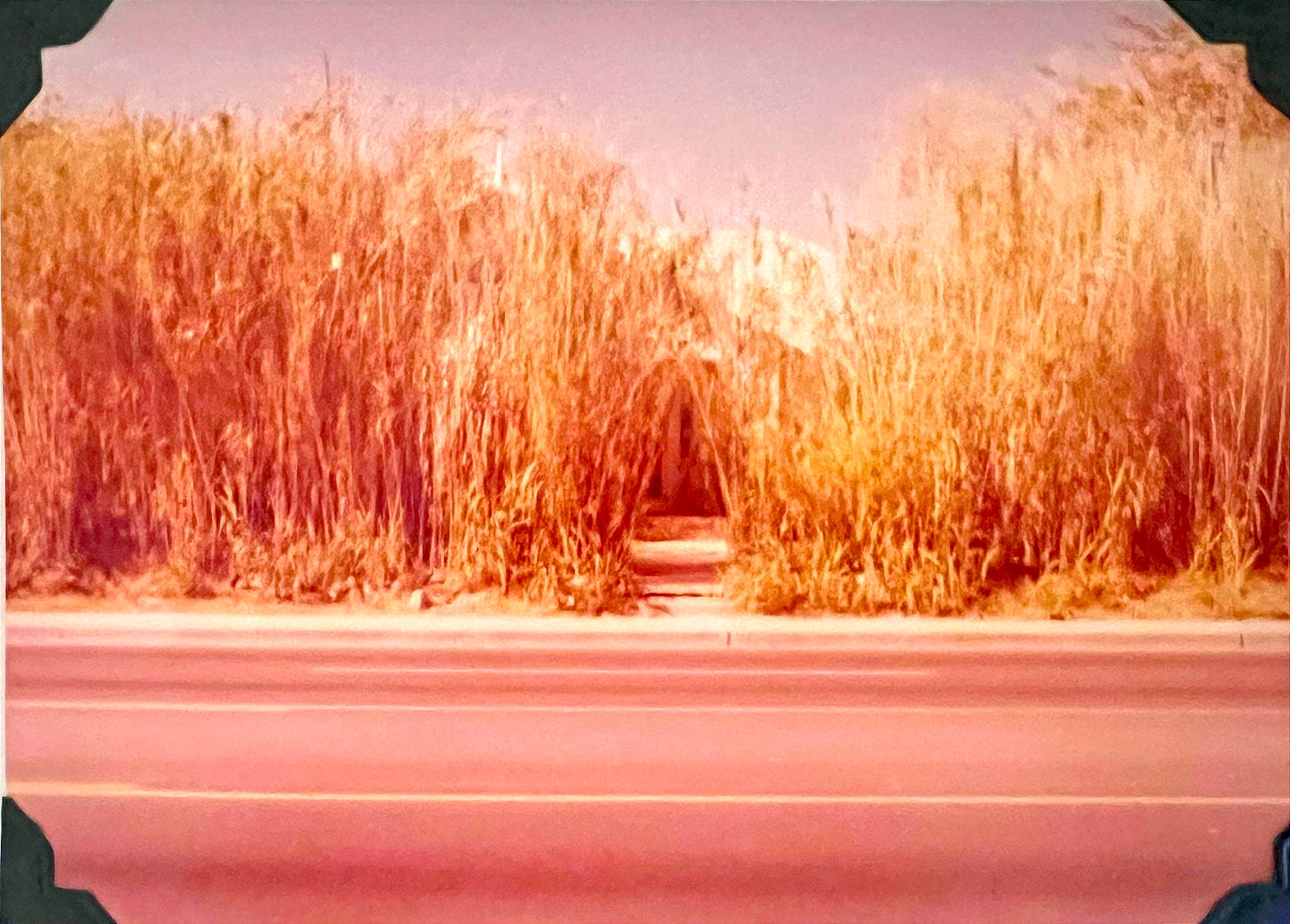 A road in front of a house surrounded by bamboo A road in front of a house surrounded by bamboo