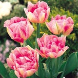 Tulip Peach Blossom