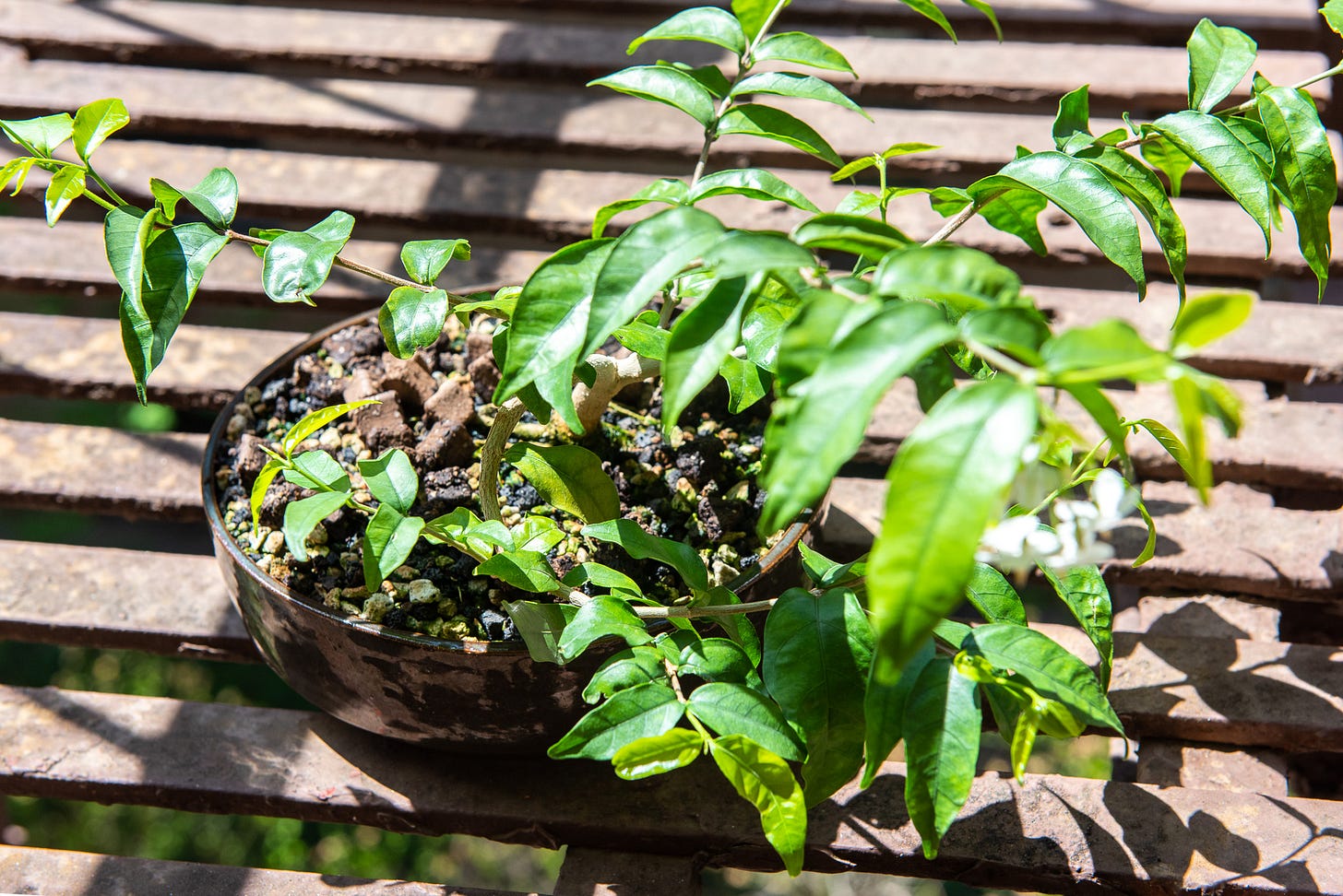 ID: Overgrown water jasmine bonsai on my fire escape