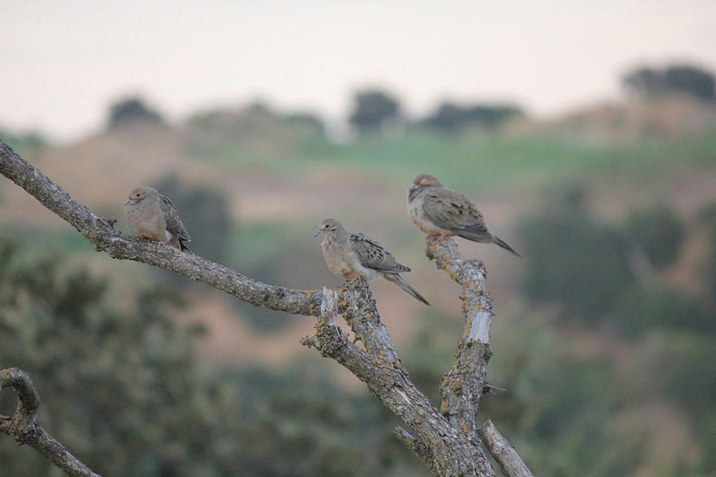Three light gray birds sitting on a bare tree branch. One on the right has its head bent into its body, the middle bird is sitting with head up looking around. The bird on the left has its had down as if sleeping. The background is blurred Three light gray birds sitting on a bare tree branch. One on the right has its head bent into its body, the middle bird is sitting with head up looking around. The bird on the left has its had down as if sleeping. The background is blurred