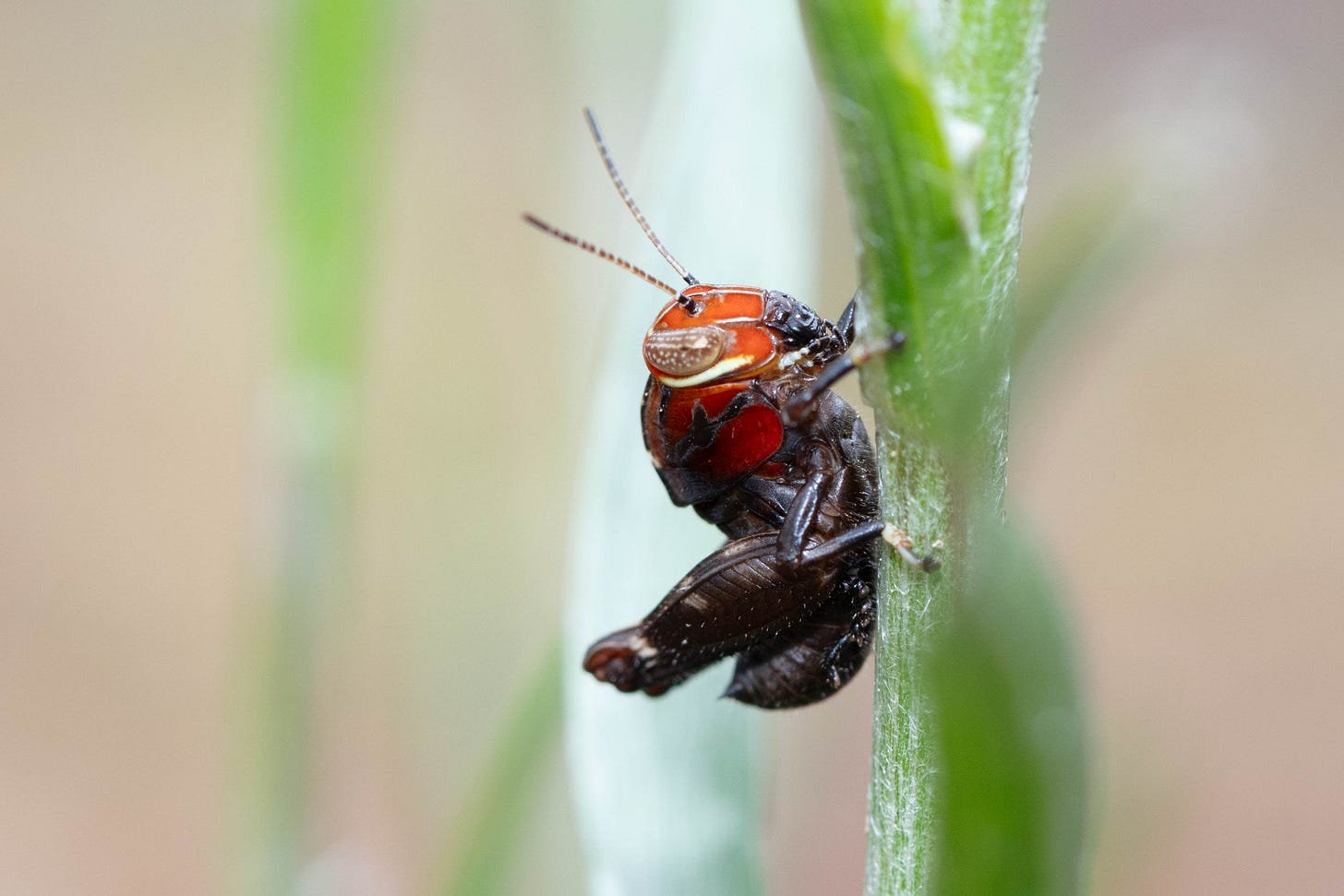 A small red and black grasshopper with gold antennae and some gold lines around the face