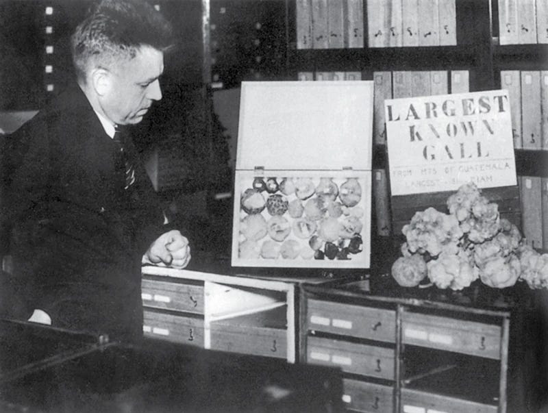 A black and white picture of Kinsey (on the left) with multiple cabinets in the background, and a large gall, about 30 cm wide, on the right. Above the gall is the text “LARGEST KNOWN GALL”.