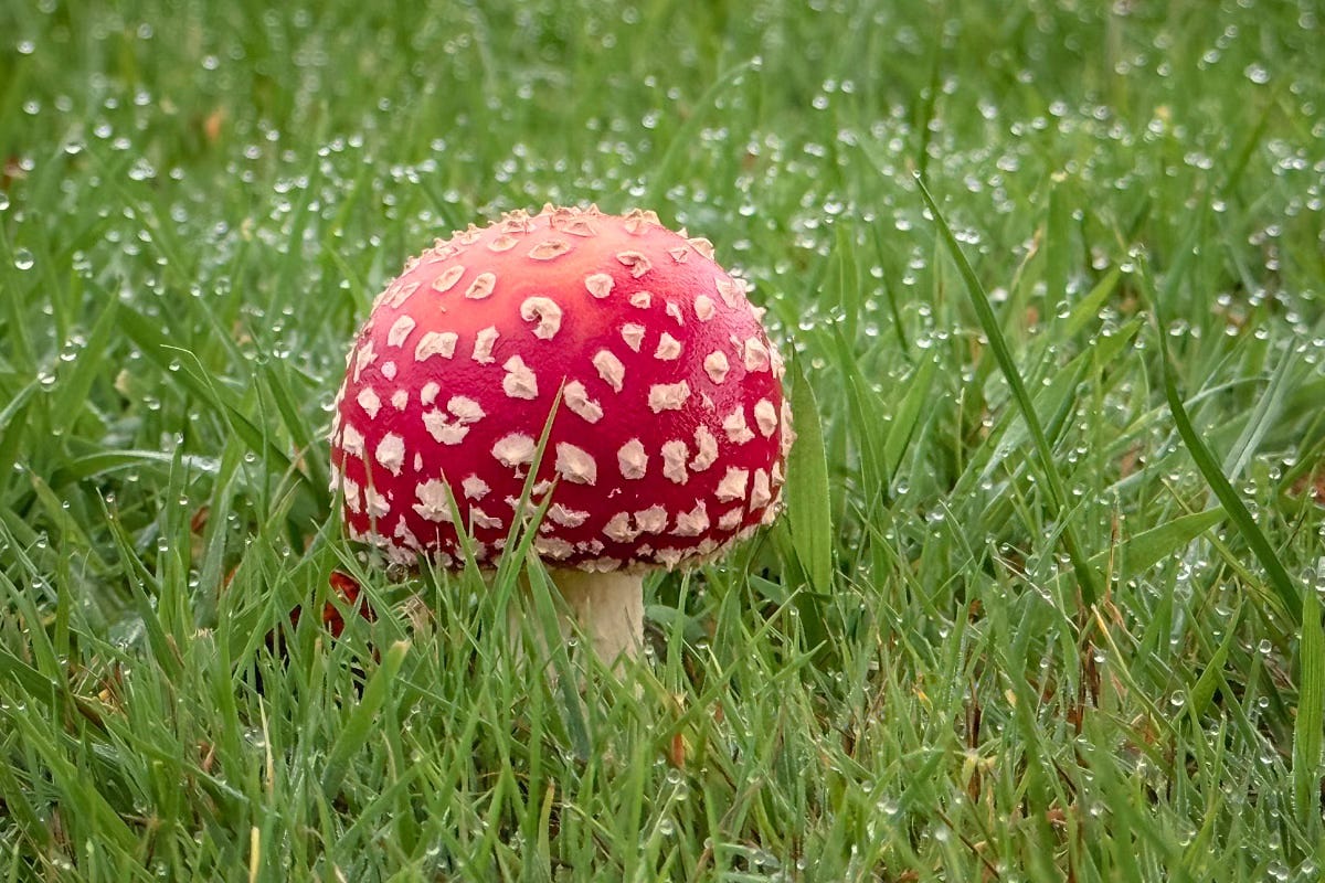 Strange to see this fly agaric (Amanita muscaria) sitting in the middle of a playing field. It's often found this time of year but beneath birch, pine, or spruce trees. This is the classic “toadstool” you see in fairy tales, it features white gills, a skirt-like ring on its stem, and a bright red cap with white spots that makes it one of the most recognisable fungi in the world. Although toxic if eaten raw, it contains psychoactive compounds that've been used in traditional Siberian shamanic rituals and linked to early Christmas folklore. Sometimes you might see squirrels nibbling on them and although they appear unaffected by its toxins... who knows how they might behave when not tripping their tits off.