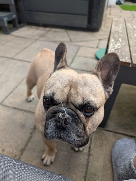 A selection of images from the last week of Leffe my pet Frenchie and Wingman