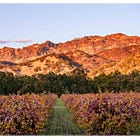 Under the Hood: From Boom to Mature — Napa County Grapples With an Uncharted Future