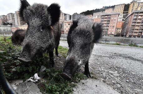 Costa, densità dei cinghiali 5 volte più alta, prolungare la caccia -  Cronaca - ANSA