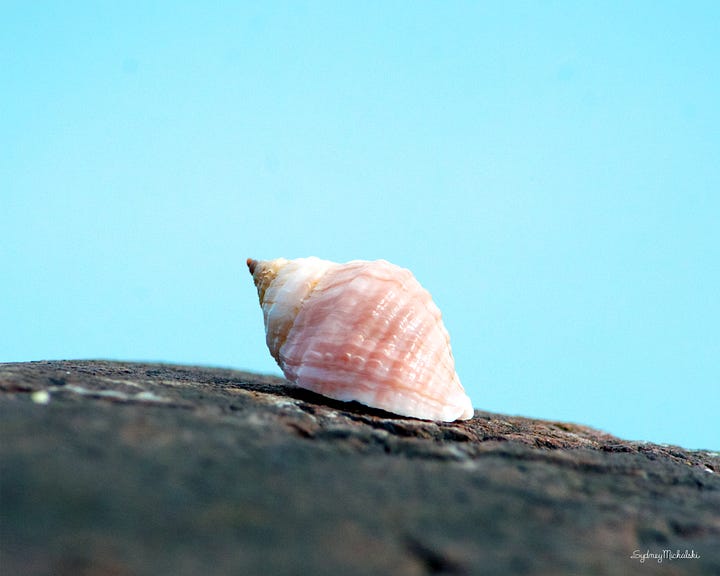 A collection of marine life images features hermit crabs, a red-gilled nudibranch, a sea urchin close-up, and a pink dog whelk.