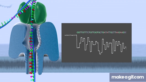 Sequencing DNA (or RNA) | Real-time, Ultra Long-Reads, Scalable Technology  from Oxford Nanopore on Make a GIF
