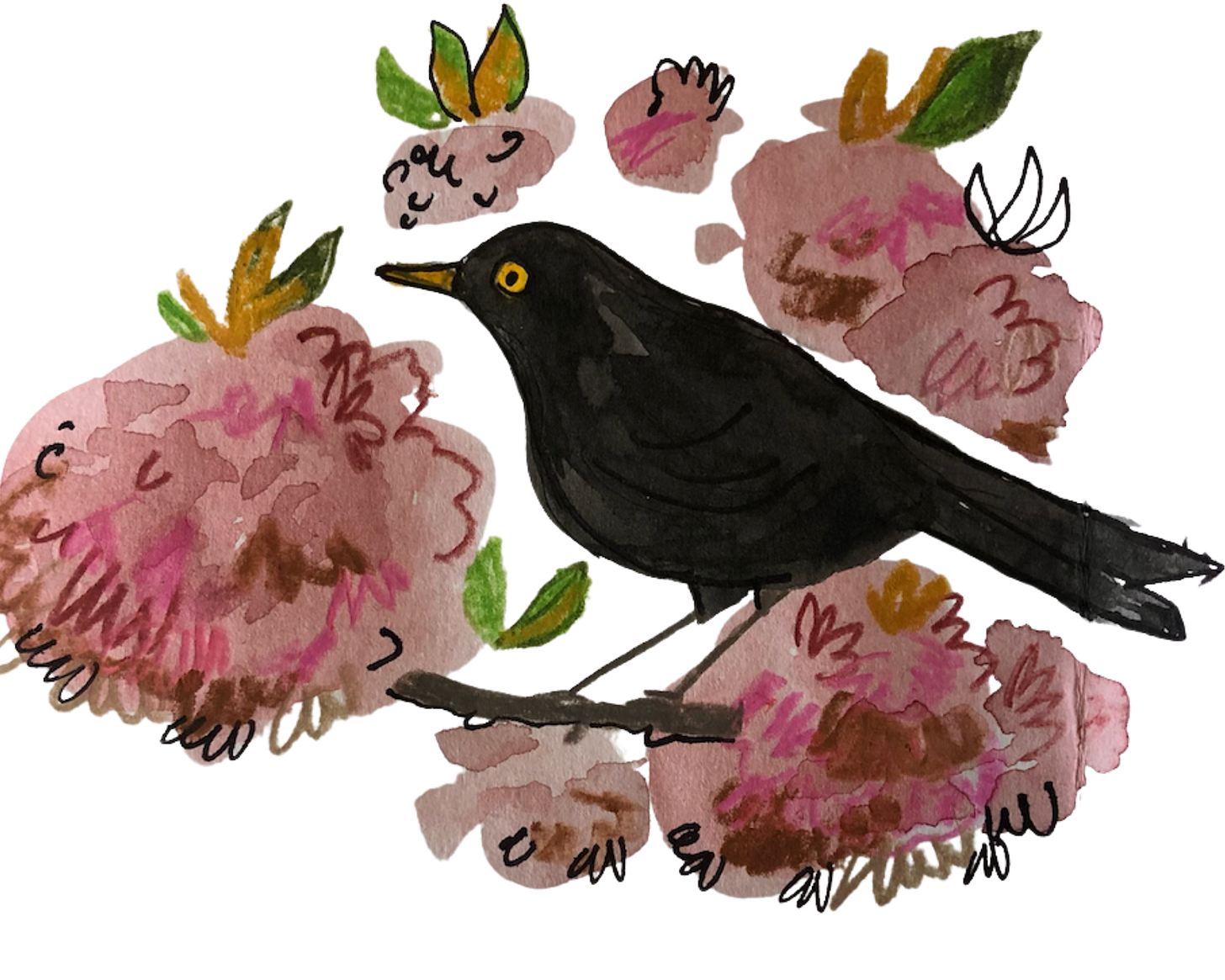 a beautiful hand drawing of a blackbird sitting in the cherry blossom