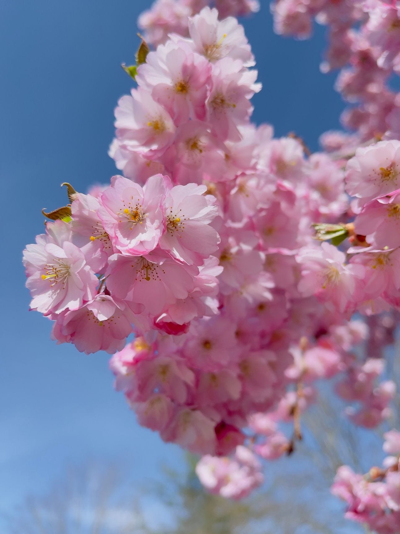 Cherry blossom flowers