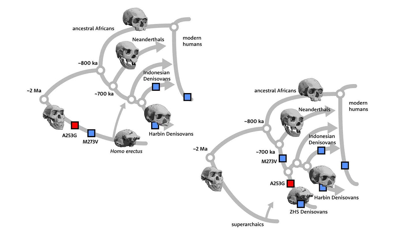 Two evolutionary scenarios for the dental protein data, one showing Homo erectus, the other a population of ZHS Denisovans