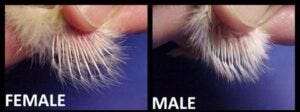 feather sexing