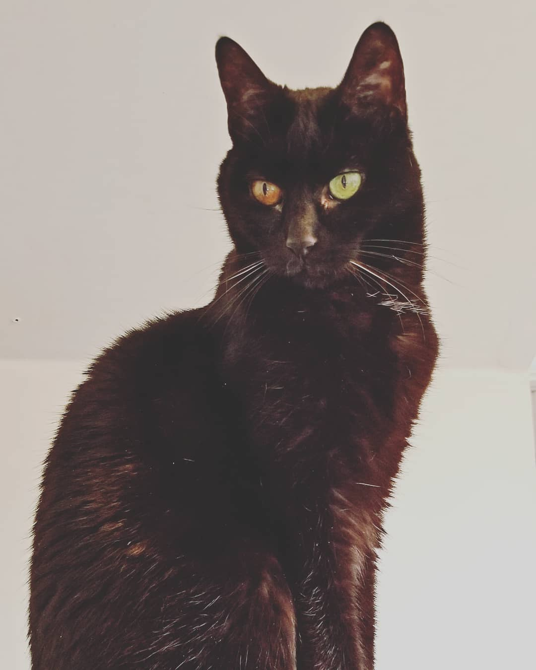 A beautiful black cat, perfectly poised. Her eyes are striking; one is amber, one is green.