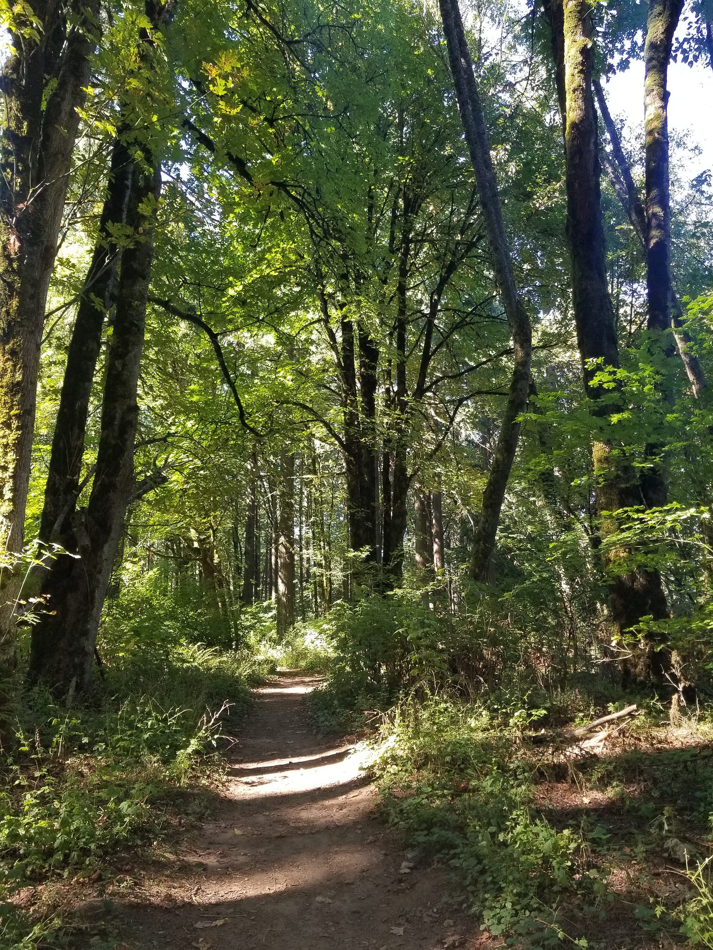 A path goes into trees arching overhead. The sun is shining.