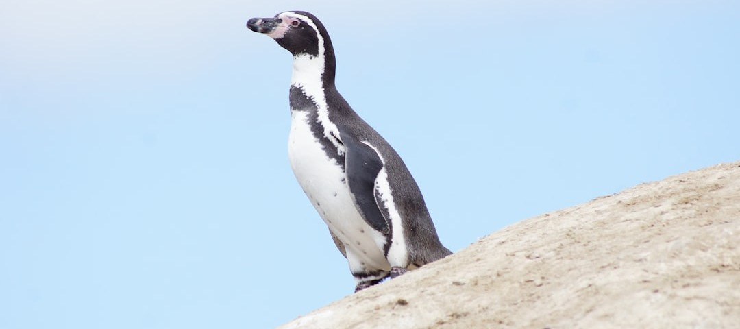 black and white penguin on brown rock during daytime black and white penguin on brown rock during daytime