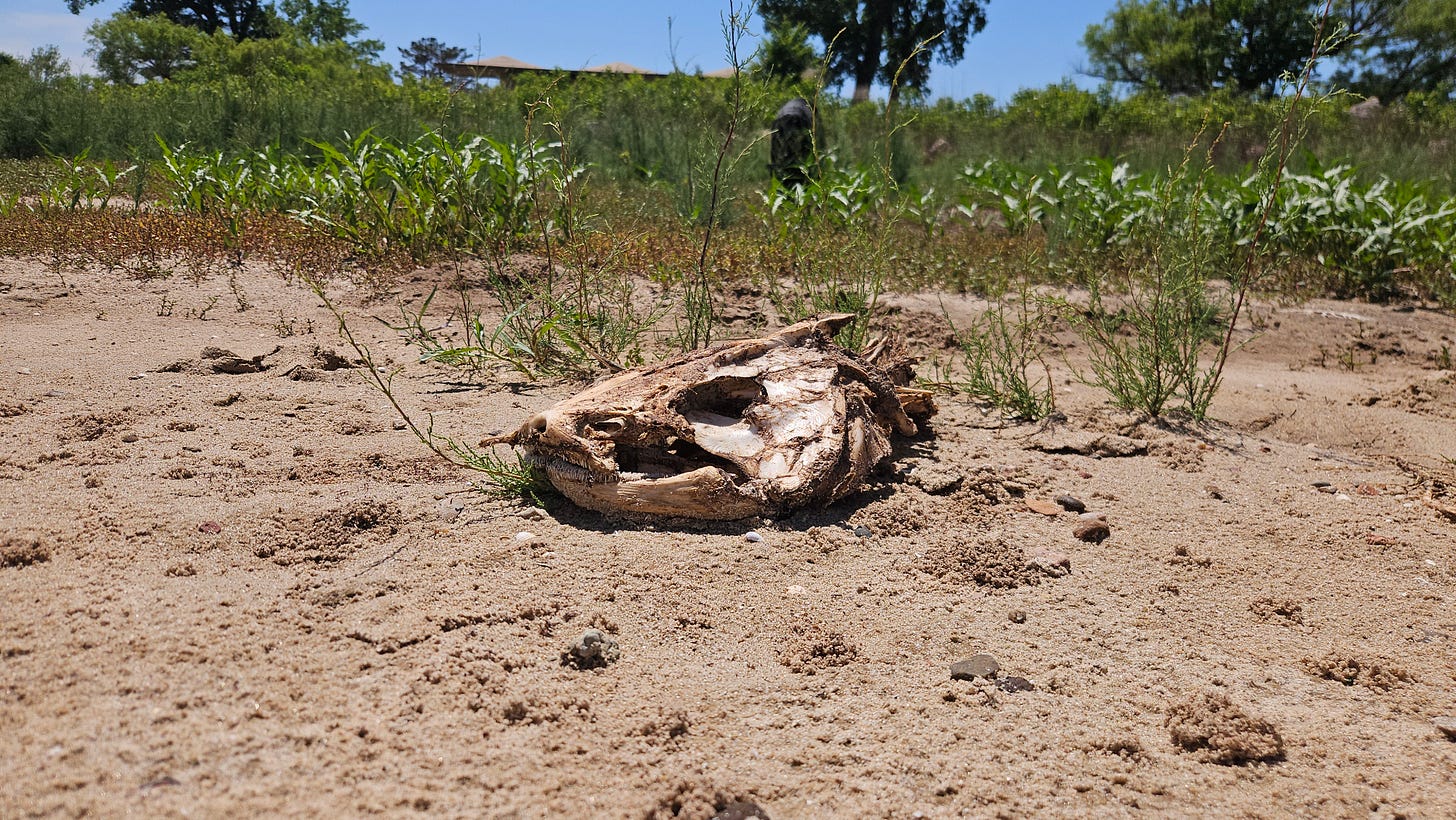 The skeleton of a fish bleached in the sun on a dry beach