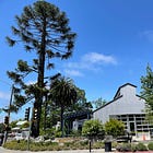 The battle over the bunya bunya 