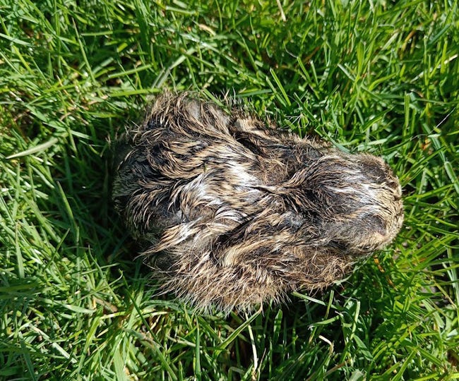 Hare Today, Gone Tomorrow - by Sue Reed - RIPE