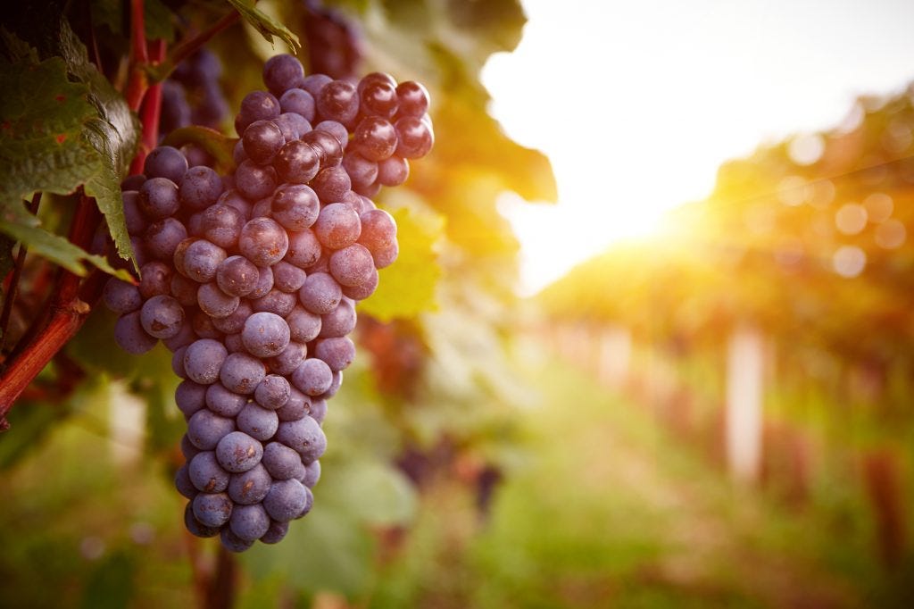 AVFC wine and health