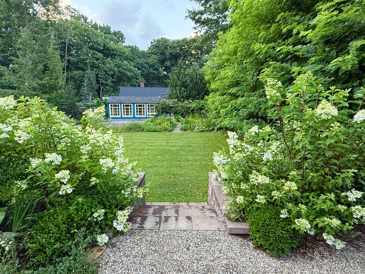 The view down to the pond from the Fruit Tunnel is a mass of Hydrangea ‘Vanilla Strawberry’ right now! 