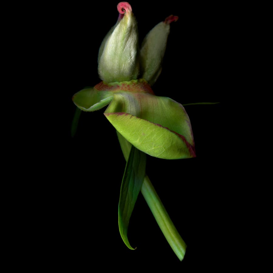 Through a Lens, Darkly