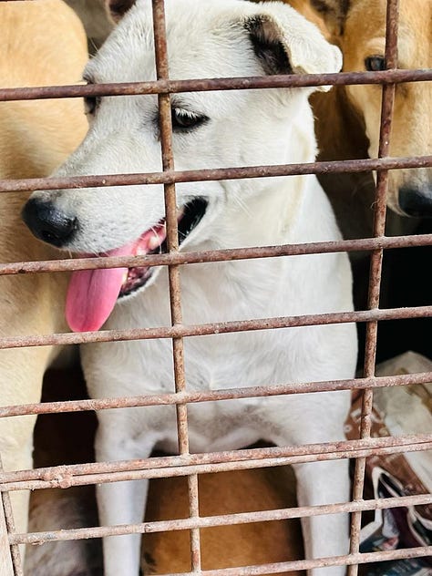 More photos of adorable doggies being transported for their spay/neuter and vaccination.