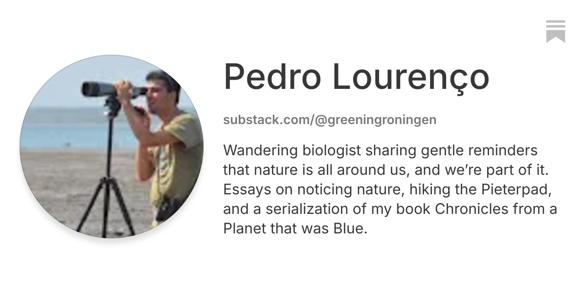 Pedro Lourenço | Substack